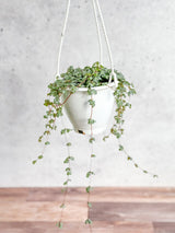 Pilea glauca 'Aqua' - Silver Sparkle Hanging Basket - Ed's Plant Shop