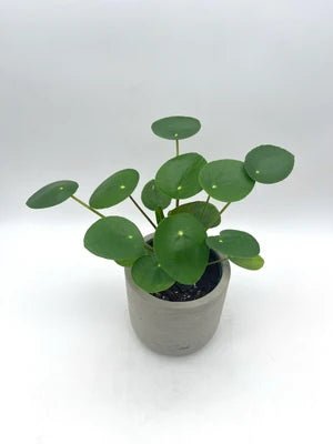 A small potted plant with round green leaves in a gray concrete-style pot, photographed against a plain light gray background.
