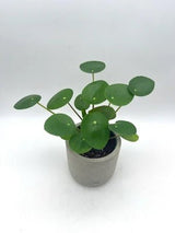 A small potted plant with round green leaves in a gray concrete-style pot, photographed against a plain light gray background.