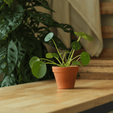 Pilea peperomioides Friendship Plant in terracotta nursery pot on butcher block table with wood pallet wall and amber bottles in background