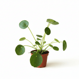 A small potted pilea peperomioides friendship plant with round green leaves in a brown nursery pot, photographed against a clean white background.