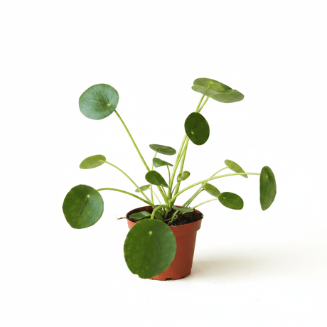 A small potted pilea peperomioides friendship plant with round green leaves in a brown nursery pot, photographed against a clean white background.