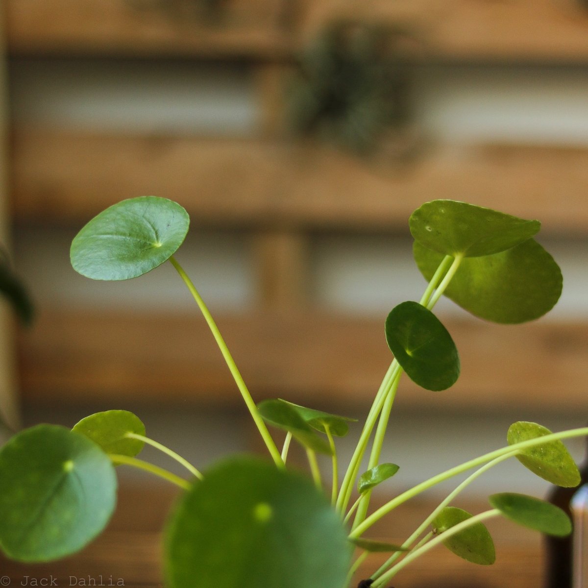 mini pilea money plant Pilea Peperomioides 'Friendship Plant'
