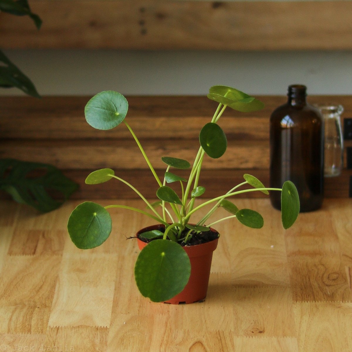 friendship money plant 4" Nursery Pot