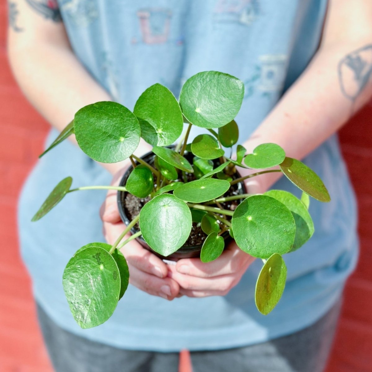 chinese money plant friendship Pilea Peperomioides 'Friendship Plant'