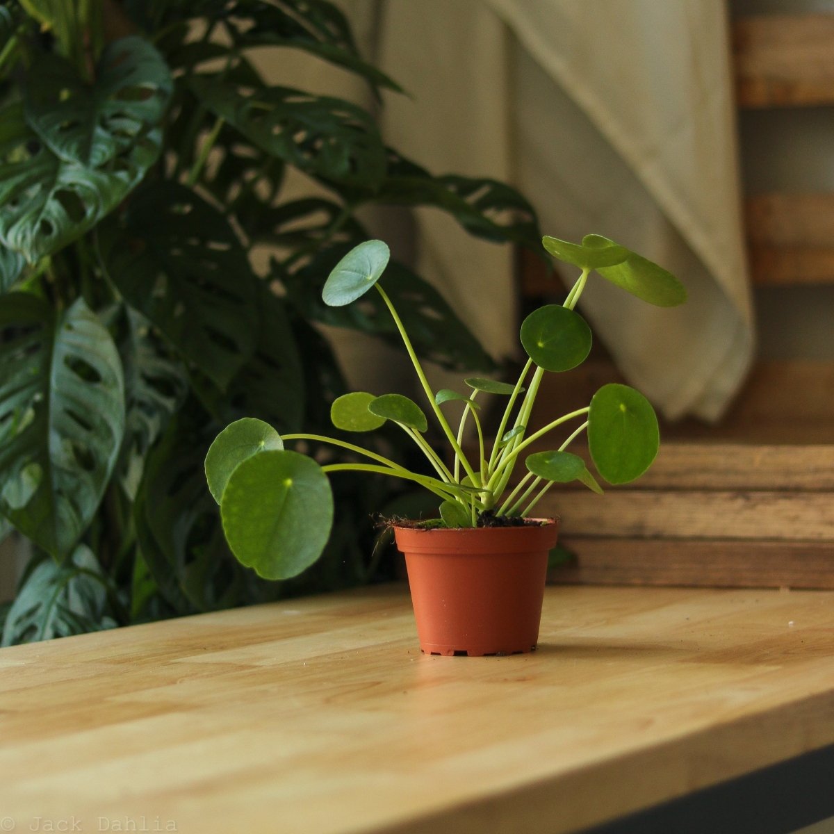 Pilea Peperomioides 'Friendship Plant' - Various Sizes Available - Ed's Plant Shop