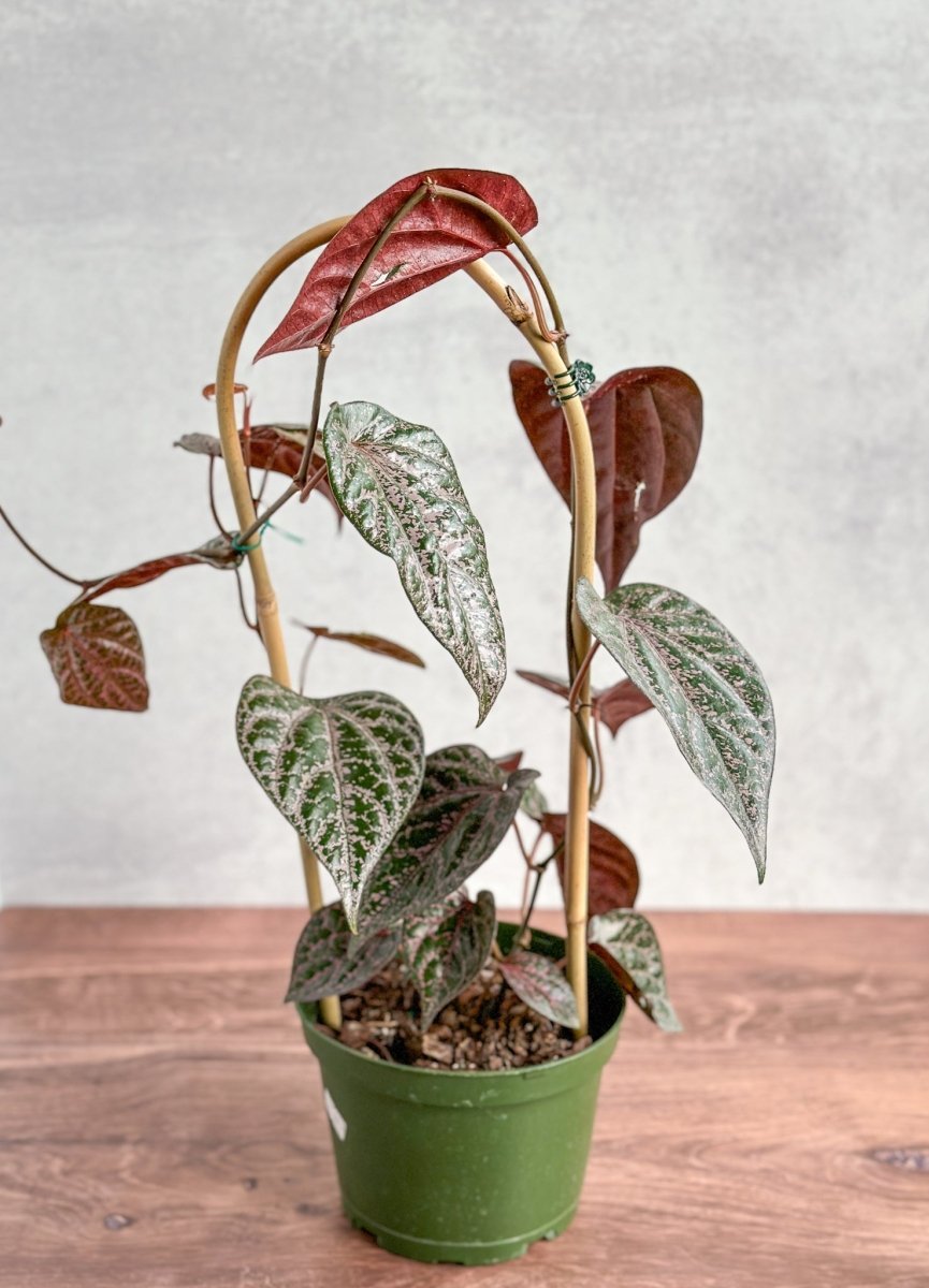 piper species indoor plant Piper crocatum