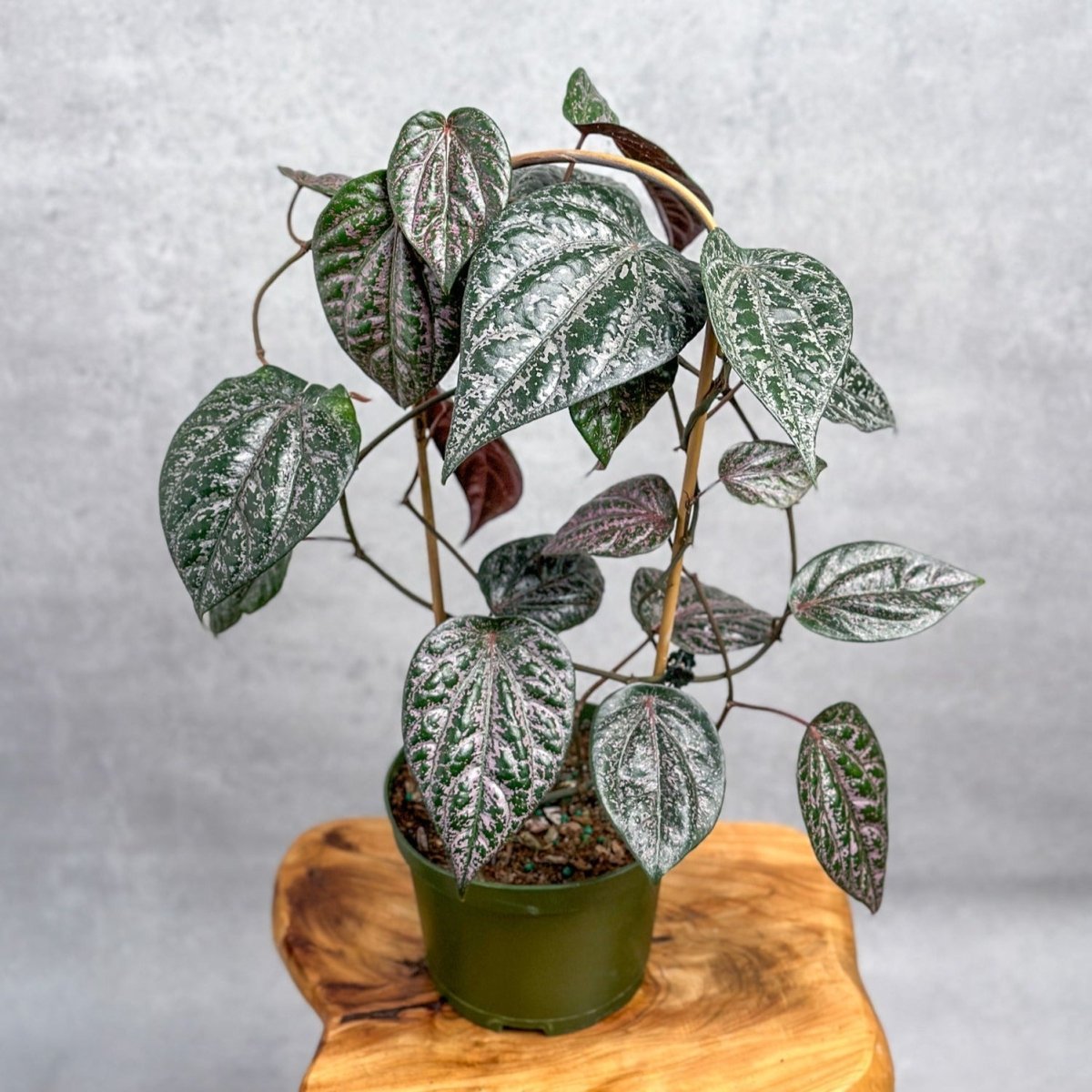 piper species indoor plant Piper crocatum