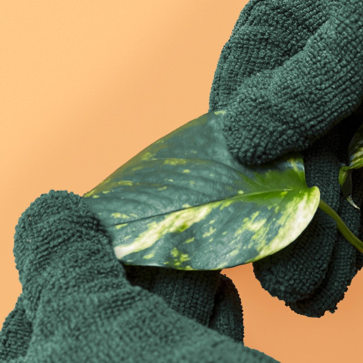 Plant Cleaning Gloves - Reusable Microfiber Leaf Care Gloves - Ed's Plant Shop