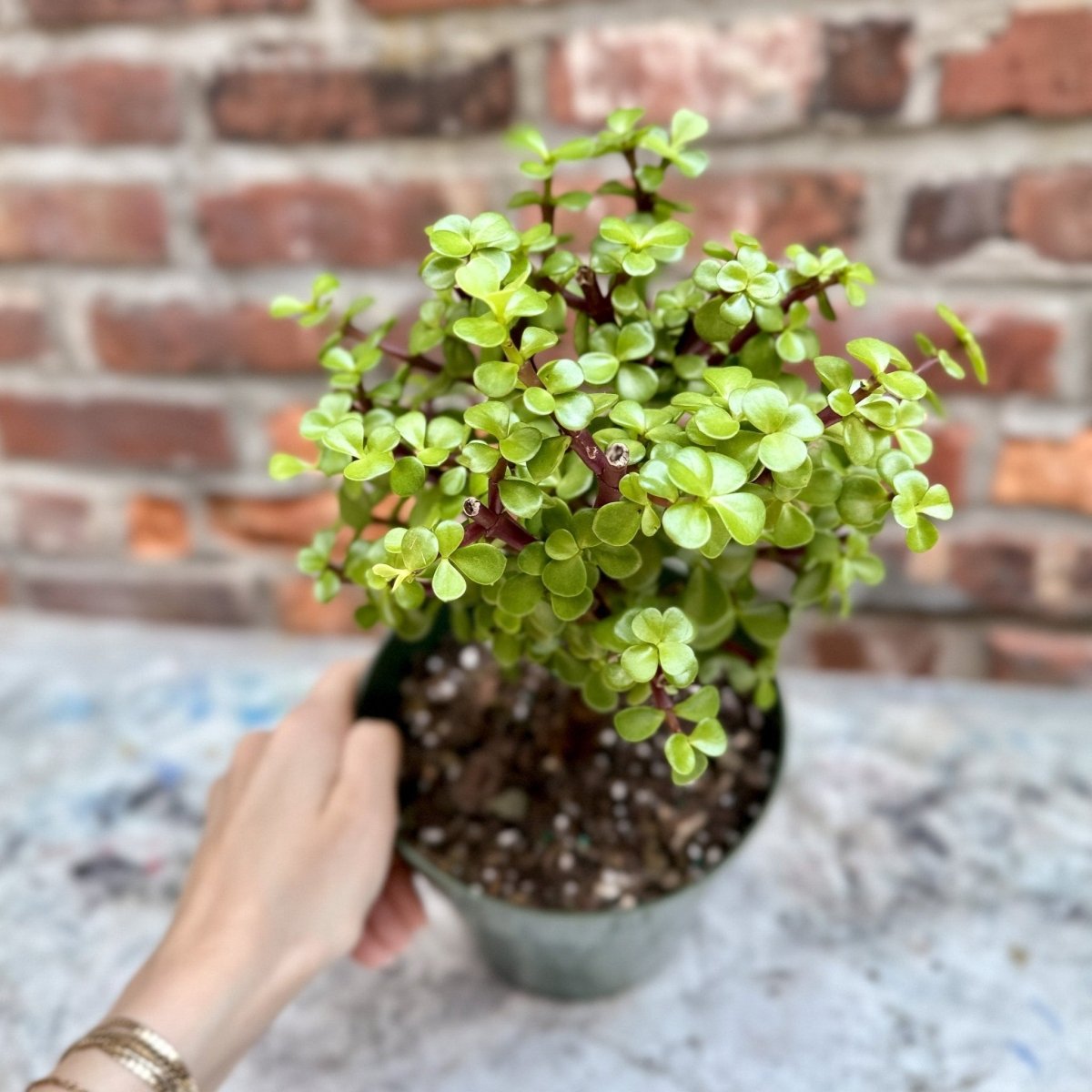 portulacaria afra price 6" Nursery Pot