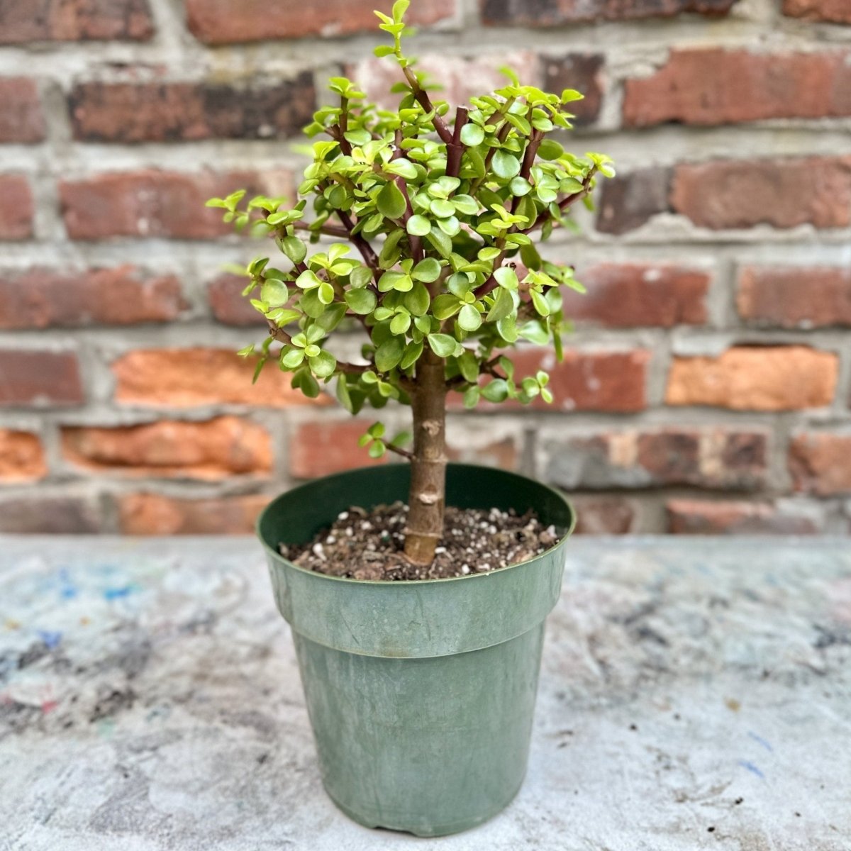 Portulacaria Afra - Elephant Bush - Various Sizes - Ed's Plant Shop