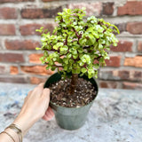 Portulacaria Afra - Elephant Bush - Various Sizes - Ed's Plant Shop