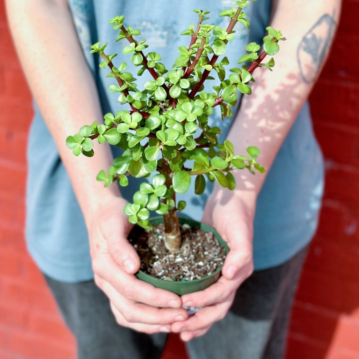 jade elephant plant Portulacaria Afra - Elephant Bush