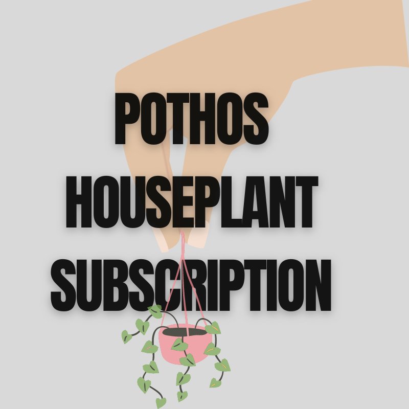 Pothos Plant Subscription - Subscribe & Thrive! - Ed's Plant Shop