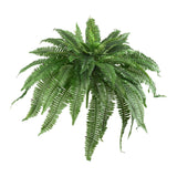 Green fern plant on a white background