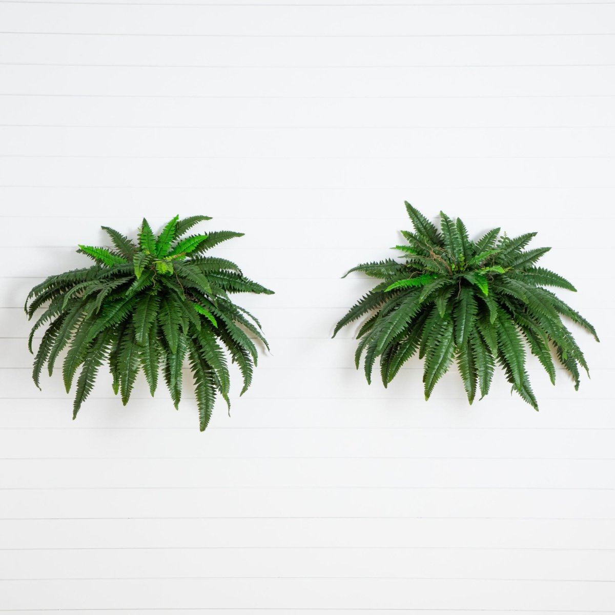 Pair of 48-inch faux Boston ferns with lush green silk-like fronds