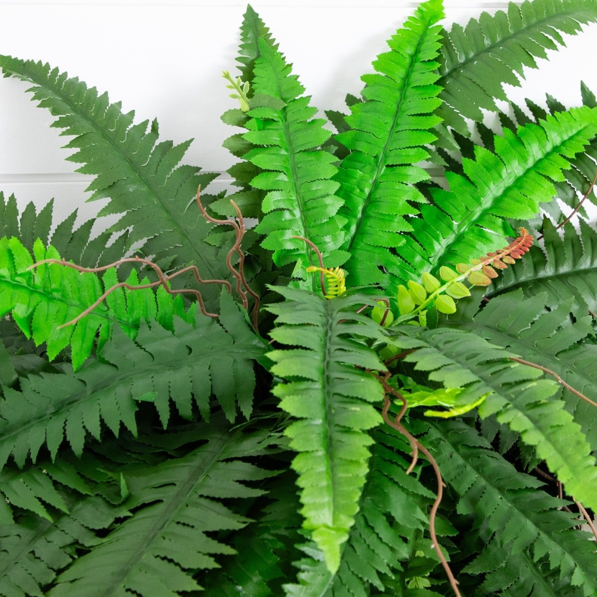 Close-up of green fern leaves on a white background