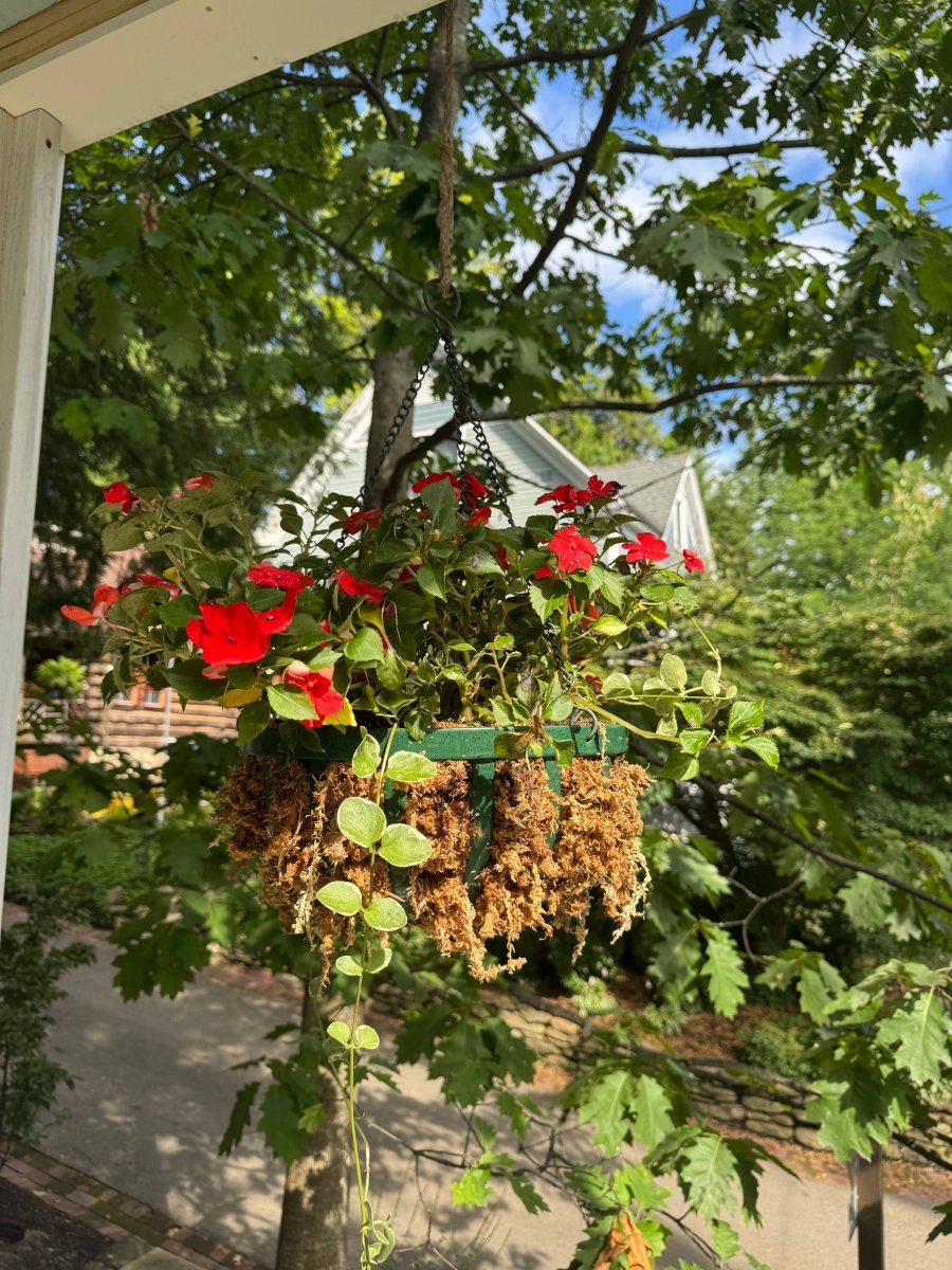 Premium Long Fiber Sphagnum Moss – Orchid & Kokedama Substrate (150g) - Ed's Plant Shop