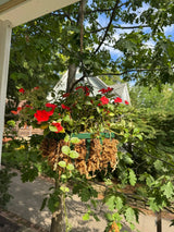 Premium Long Fiber Sphagnum Moss – Orchid & Kokedama Substrate (150g) - Ed's Plant Shop