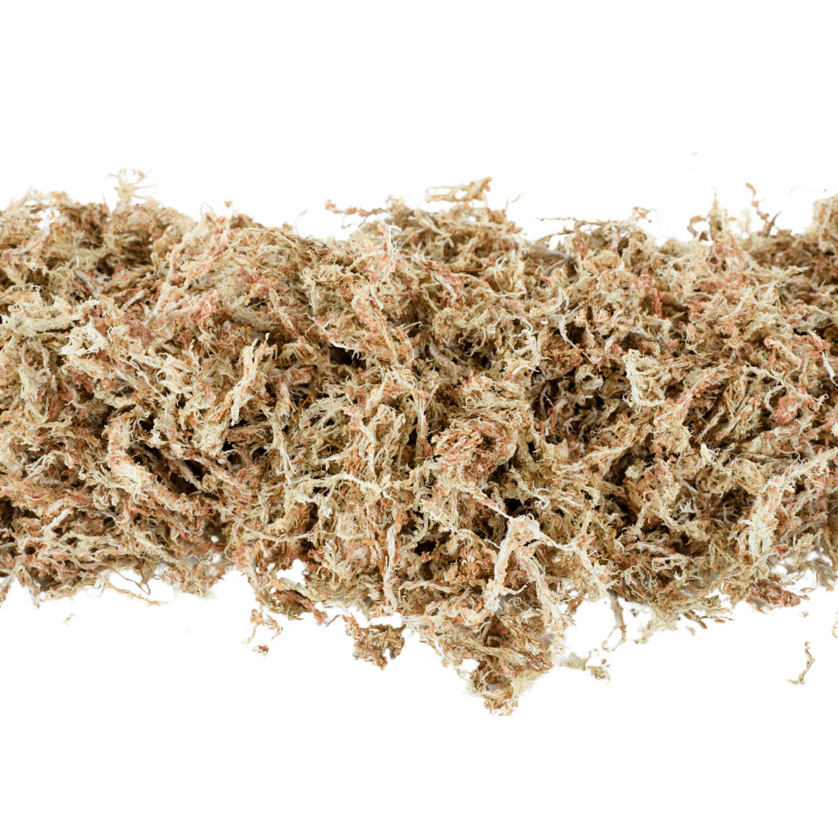 Premium Long Fiber Sphagnum Moss – Orchid & Kokedama Substrate (150g) - Ed's Plant Shop