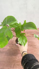 Philodendron squamiferum - Red Bristle Philodendron -4 Inch