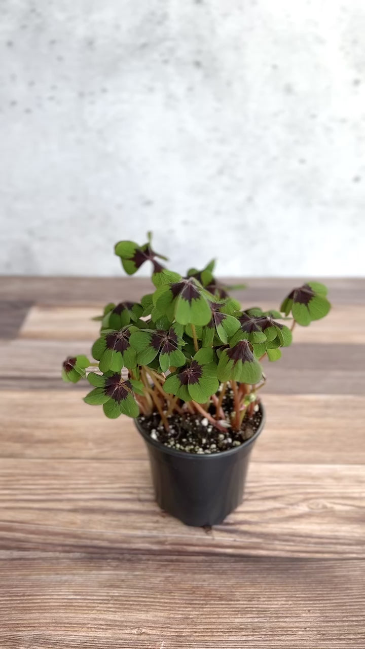 Oxalis tetraphylla - Iron Cross Shamrock - Various Sizes