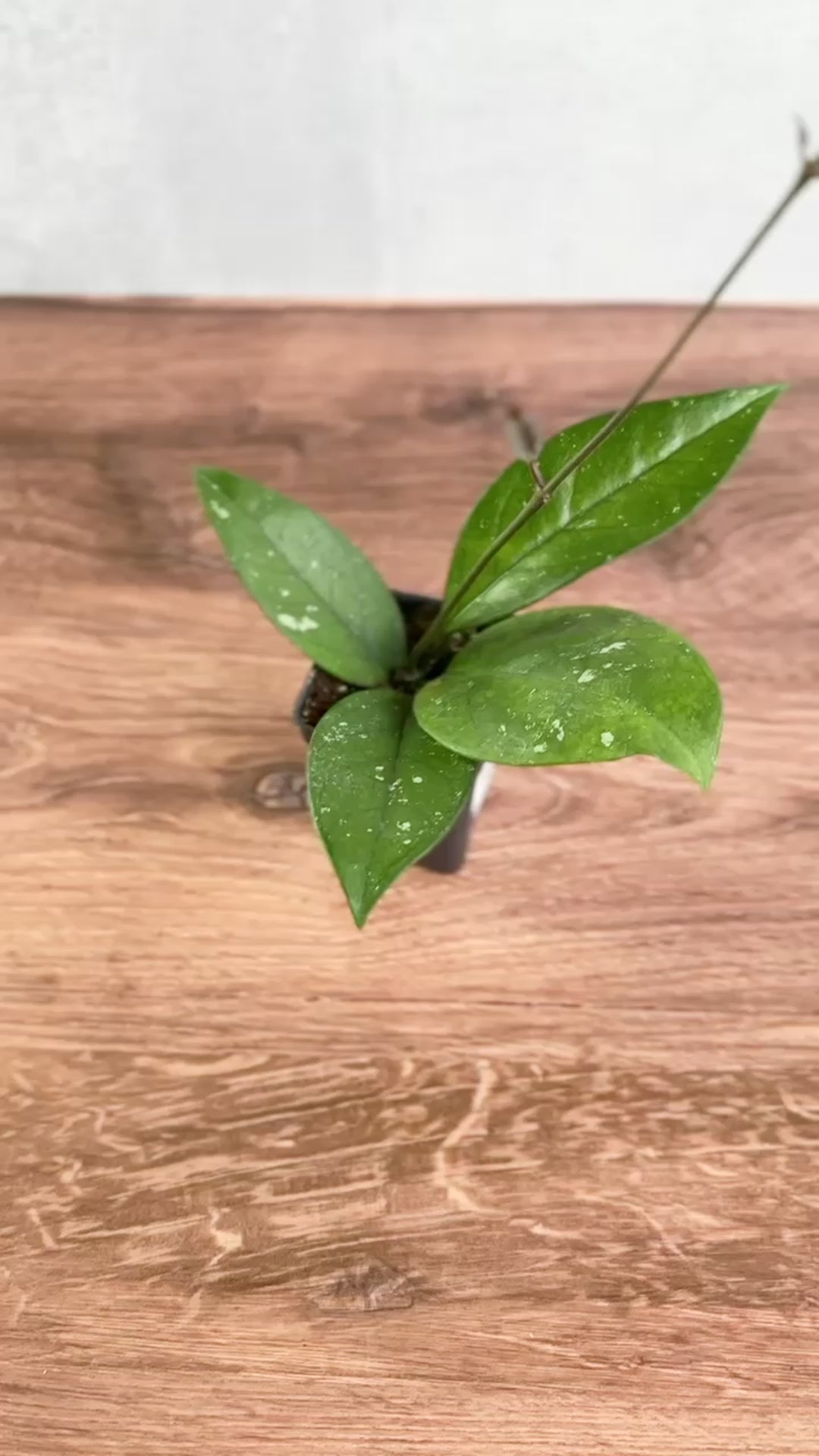 Hoya Fungii x Pubicalyx - Fungii Wax Plant - 4 Inch