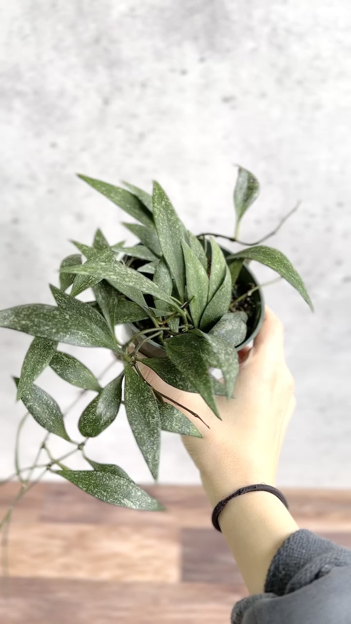 Hoya parviflora - Dappled Wax Plant - Various Sizes