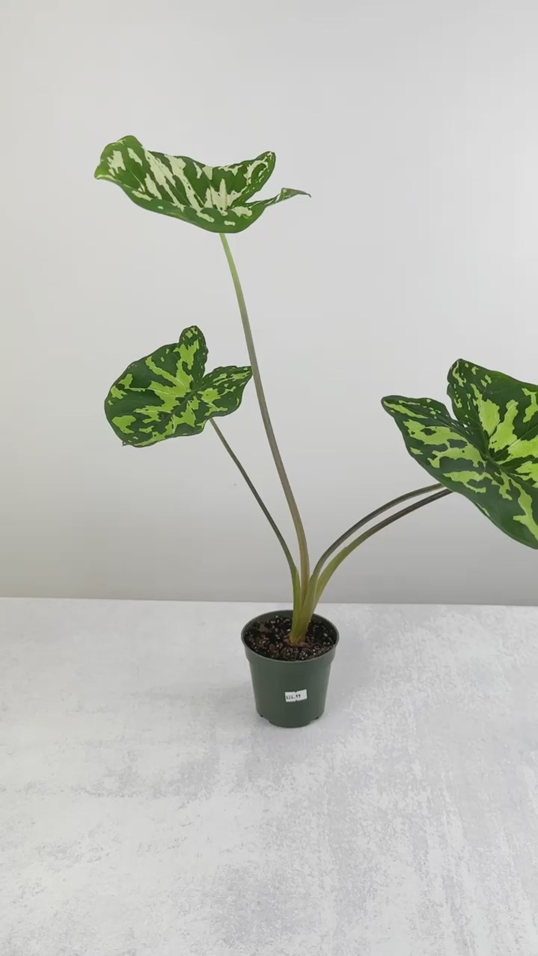 Caladium Praetermissum - ‘Hilo Beauty’
