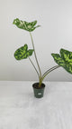 Caladium Praetermissum - ‘Hilo Beauty’
