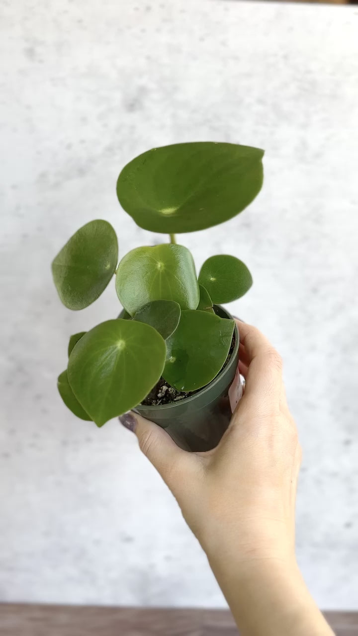 Peperomia polybotra 'Raindrops'