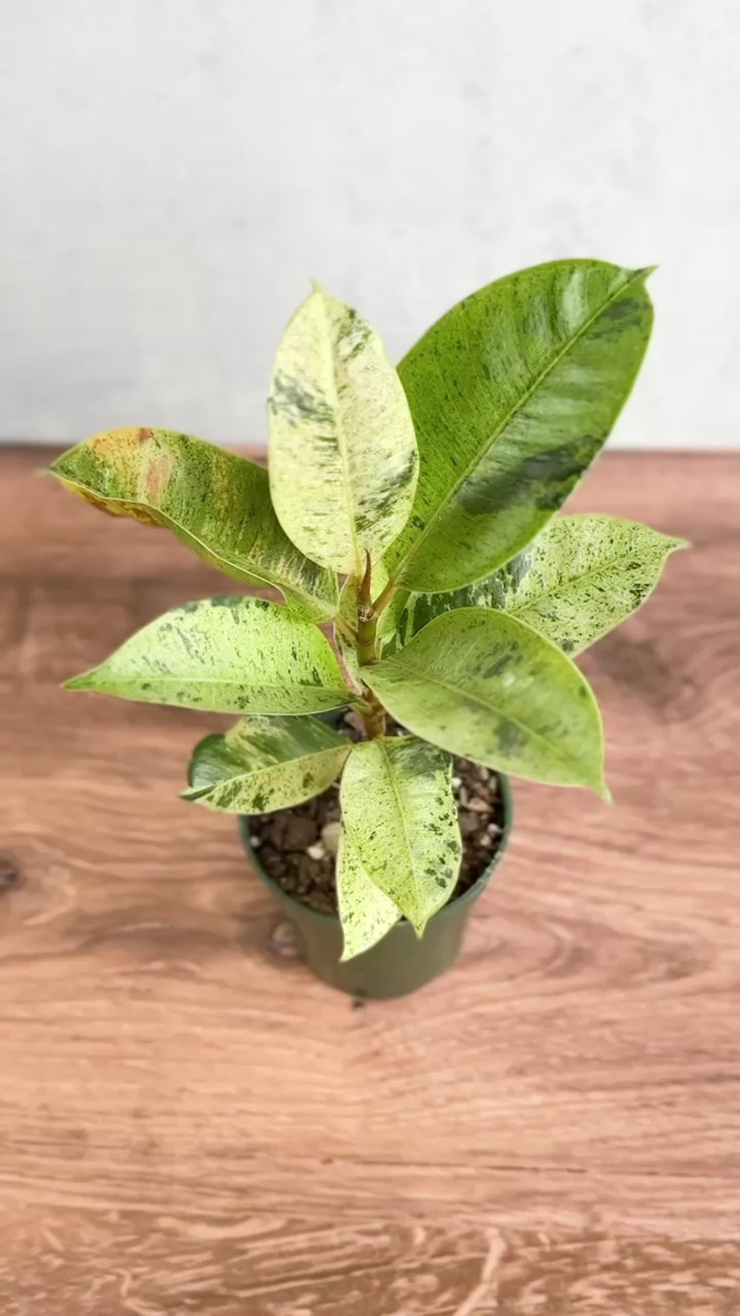 Ficus shiveriana - Moonshine Ficus - 6 Inch