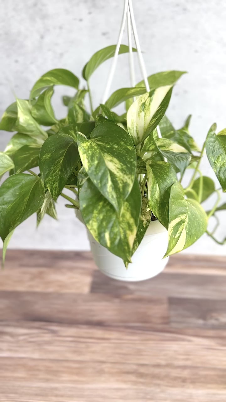 Epipremnum Aureum 'Golden Pothos' Hanging Basket 