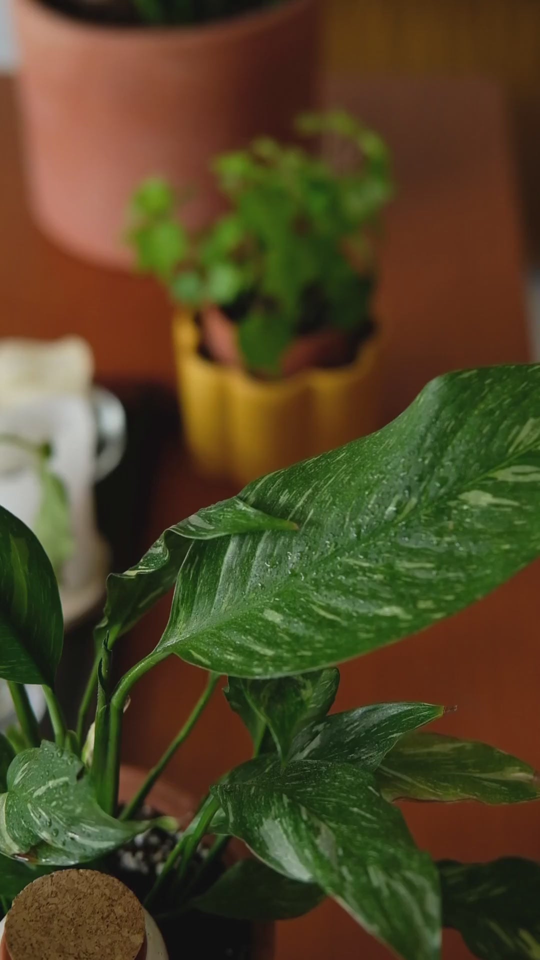 Pepin Cleaning Brume | Plant - Friendly Cleaning Mist with Probiotics - How to Use - Ed's Plant Shop