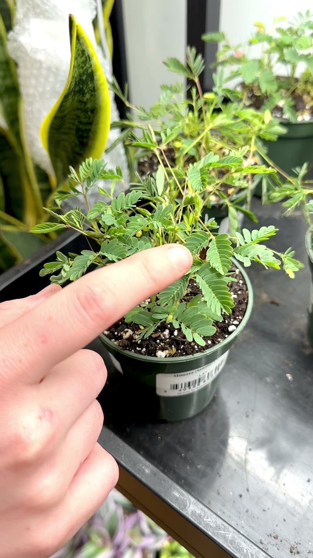 Mimosa pudica - Sensitive Plant - 3.5 Inch