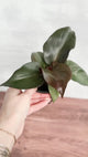 Philodendron 'Red Heart' - Red Heart Philodendron - 4 Inch