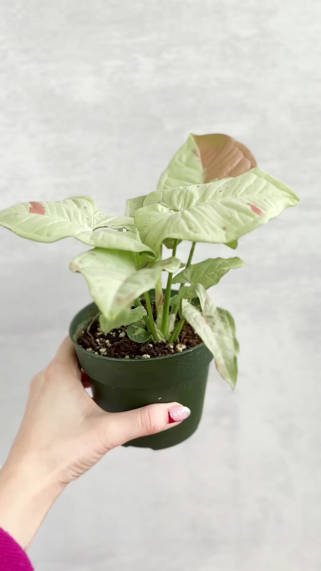 Syngonium 'Milk Confetti' Arrowhead Plant - 4.5 Inch