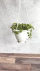 Peperomia Prostrata - ‘String of Turtles’ - 4.5 Inch Hanging Basket