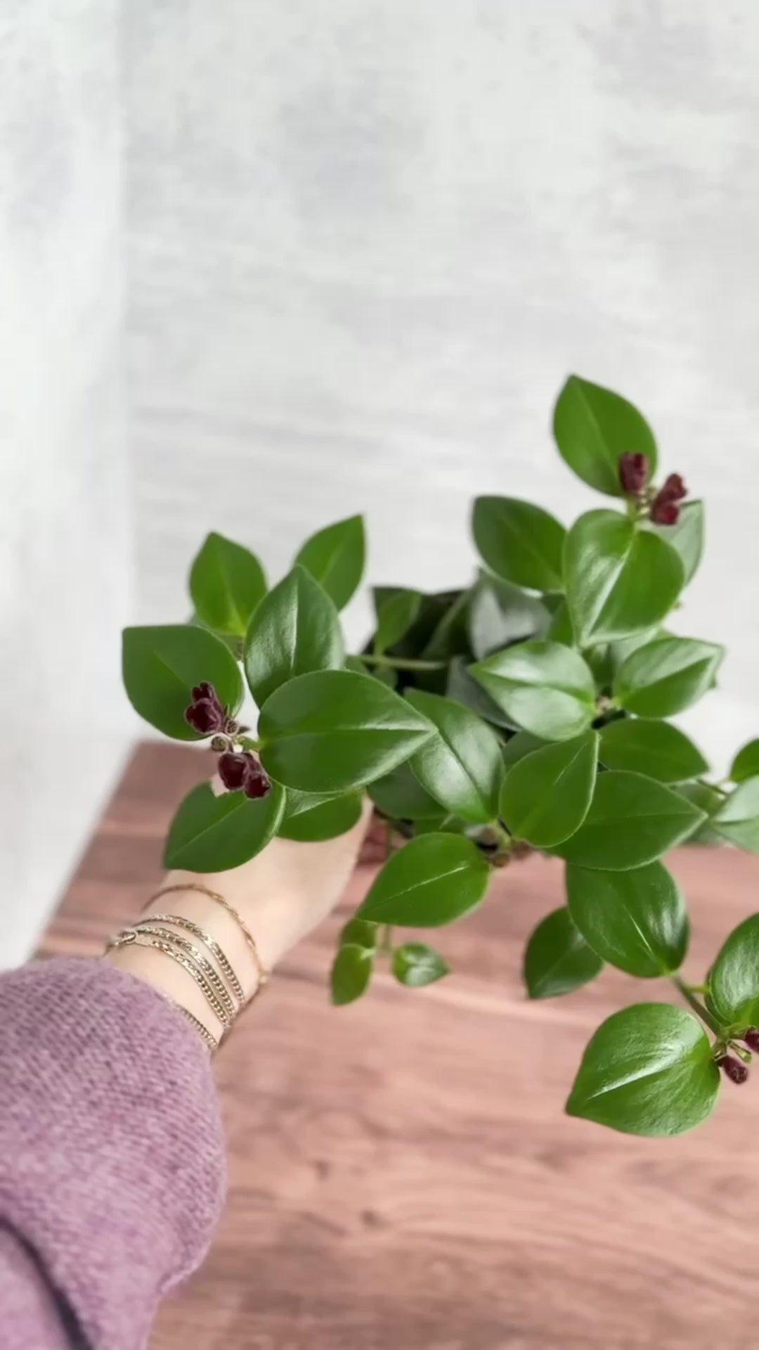 Aeschynanthus radicans 'Mona Lisa' - Mona Lisa Lipstick Plant - Various Sizes