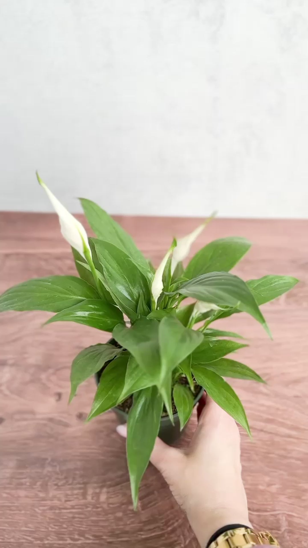 Spathiphyllum 'Peace Lily' - Various Sizes - Ed's Plant Shop