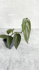 Philodendron 'Burle Marx Fantasy' -  Various Sizes Available