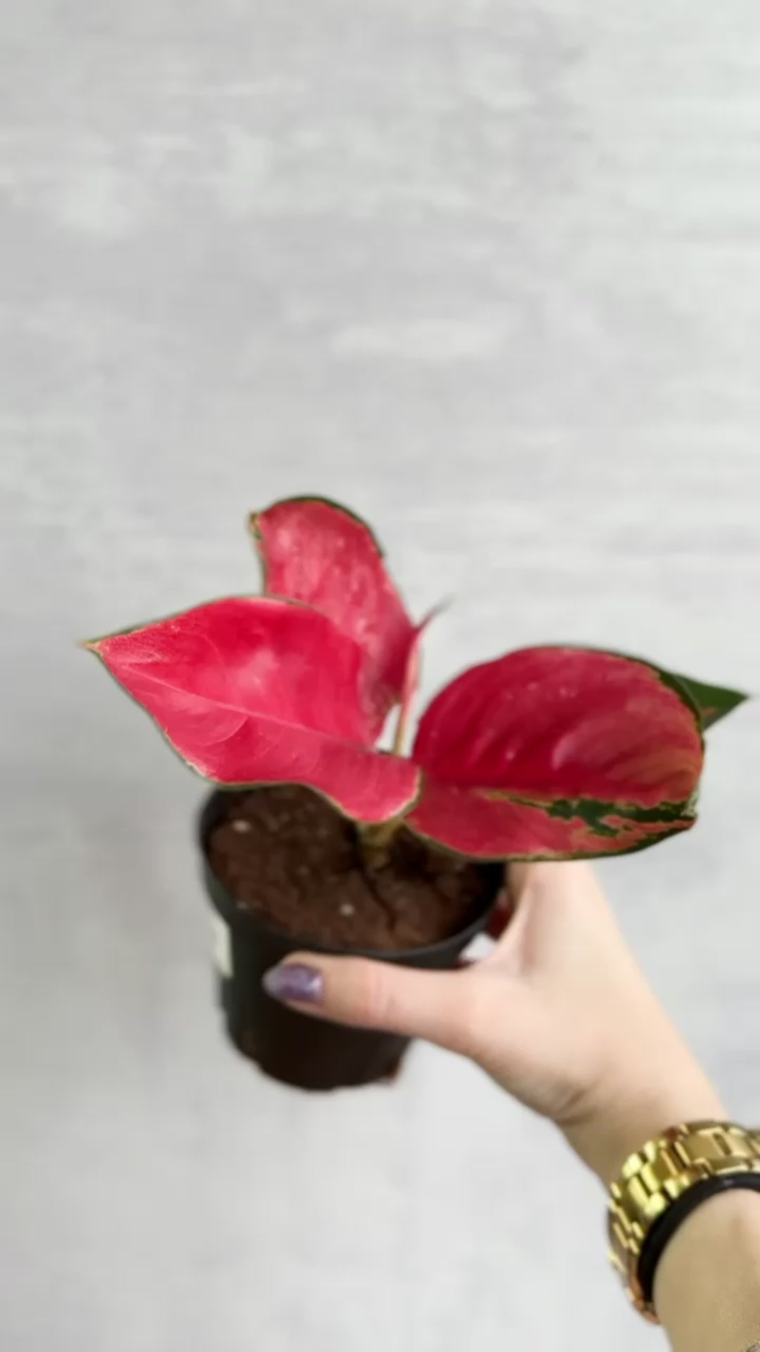 Aglaonema Suksom Jaipong Hybrid Chinese Evergreen - 4 Inch