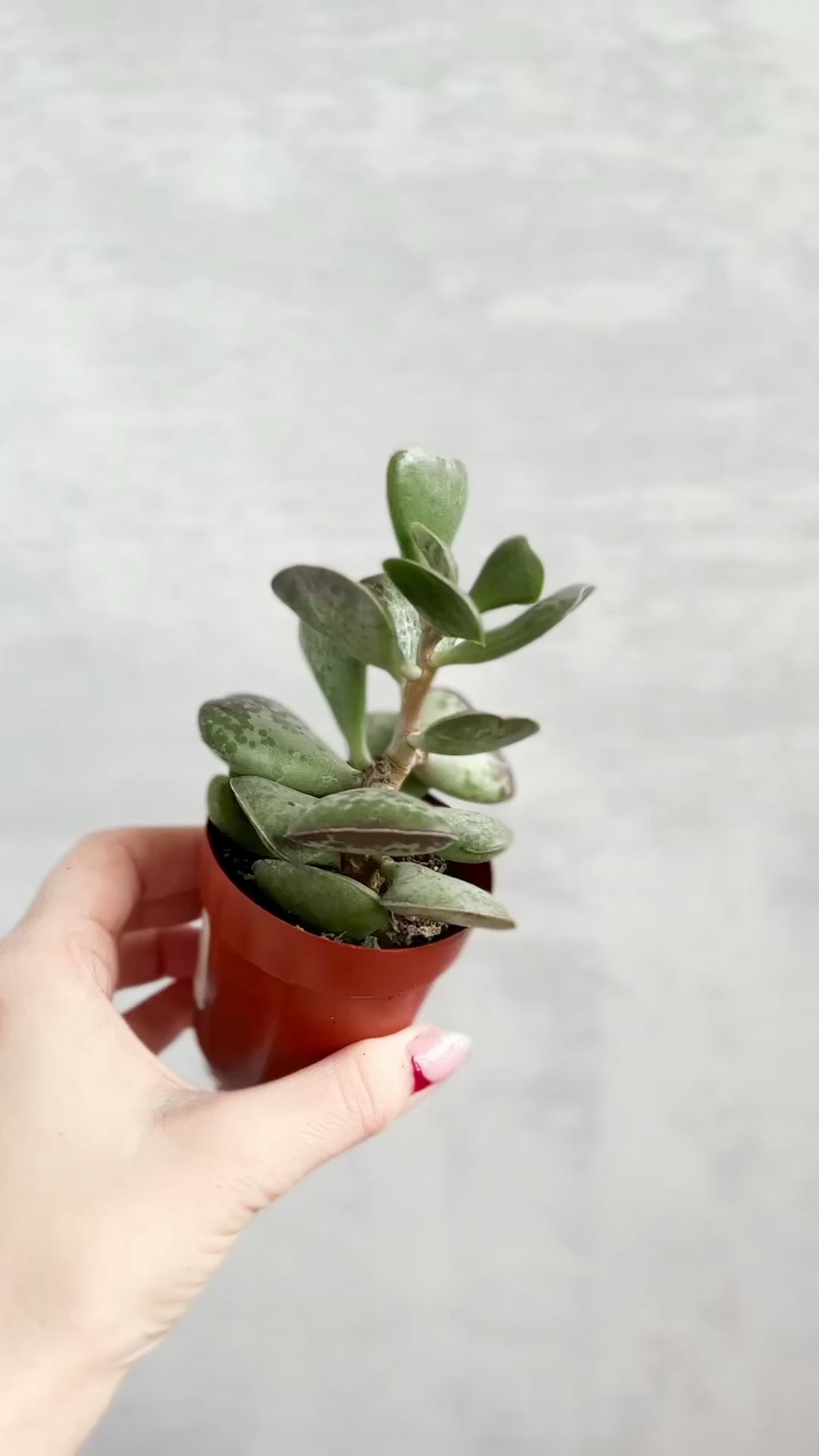 Adromischus maculatus - Calico Hearts Plant -  3 Inch