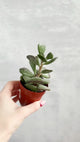 Adromischus maculatus - Calico Hearts Plant -  3 Inch