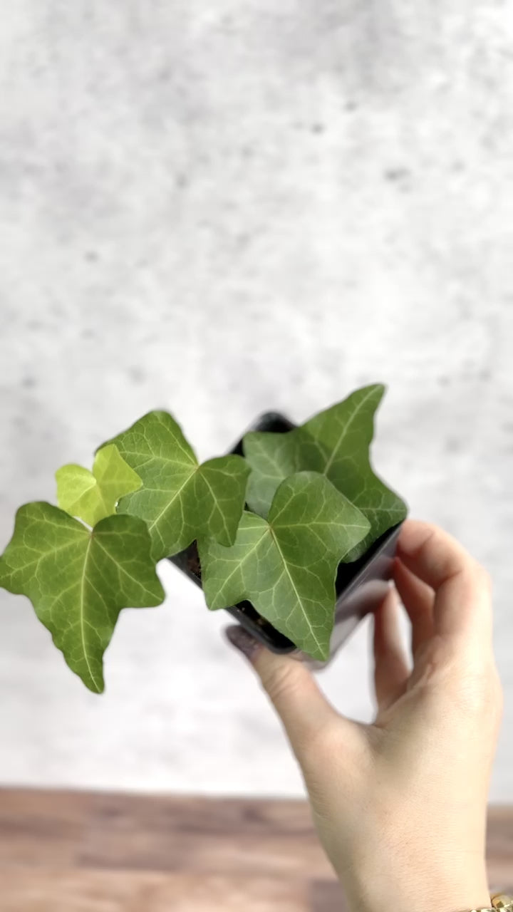 Hedera Helix ‘English Ivy’