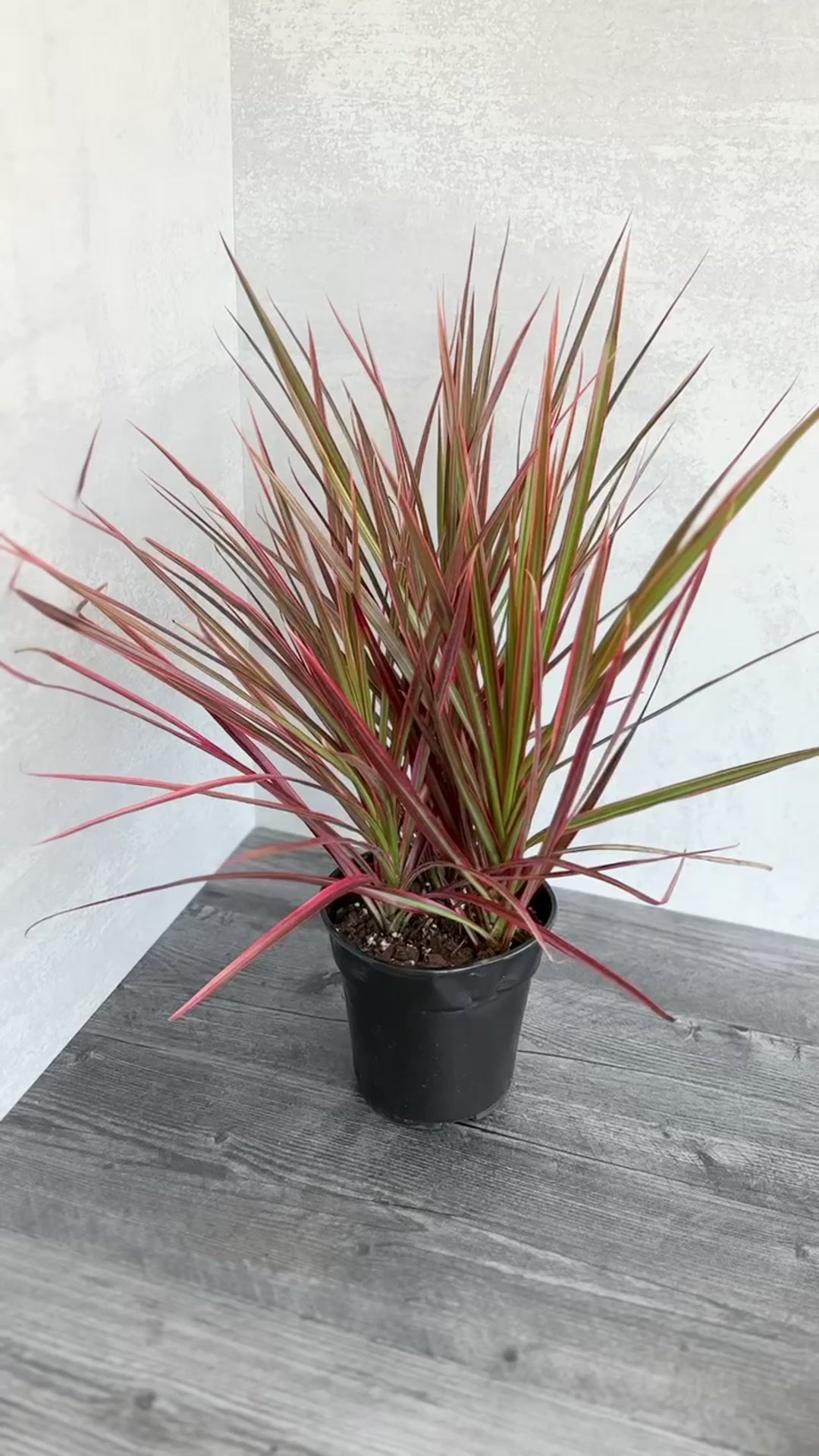 Dracena marginata 'Colorama'