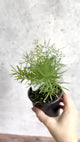 Asparagus plumosa - Asparagus Fern