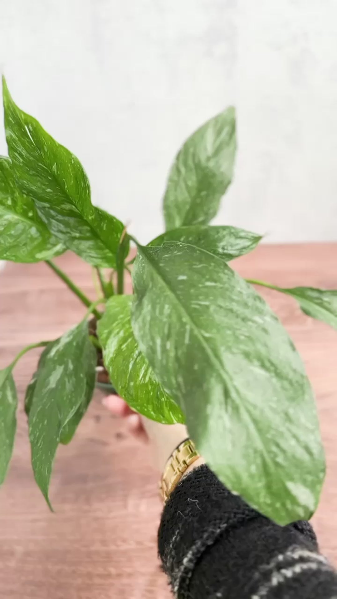 Spathiphyllum 'Domino' - Variegated Peace Lily - Ed's Plant Shop