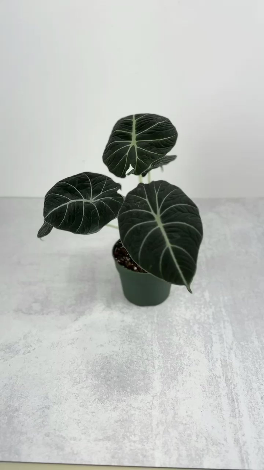 Alocasia Reginula 'Black Velvet' - 4.5 Inch