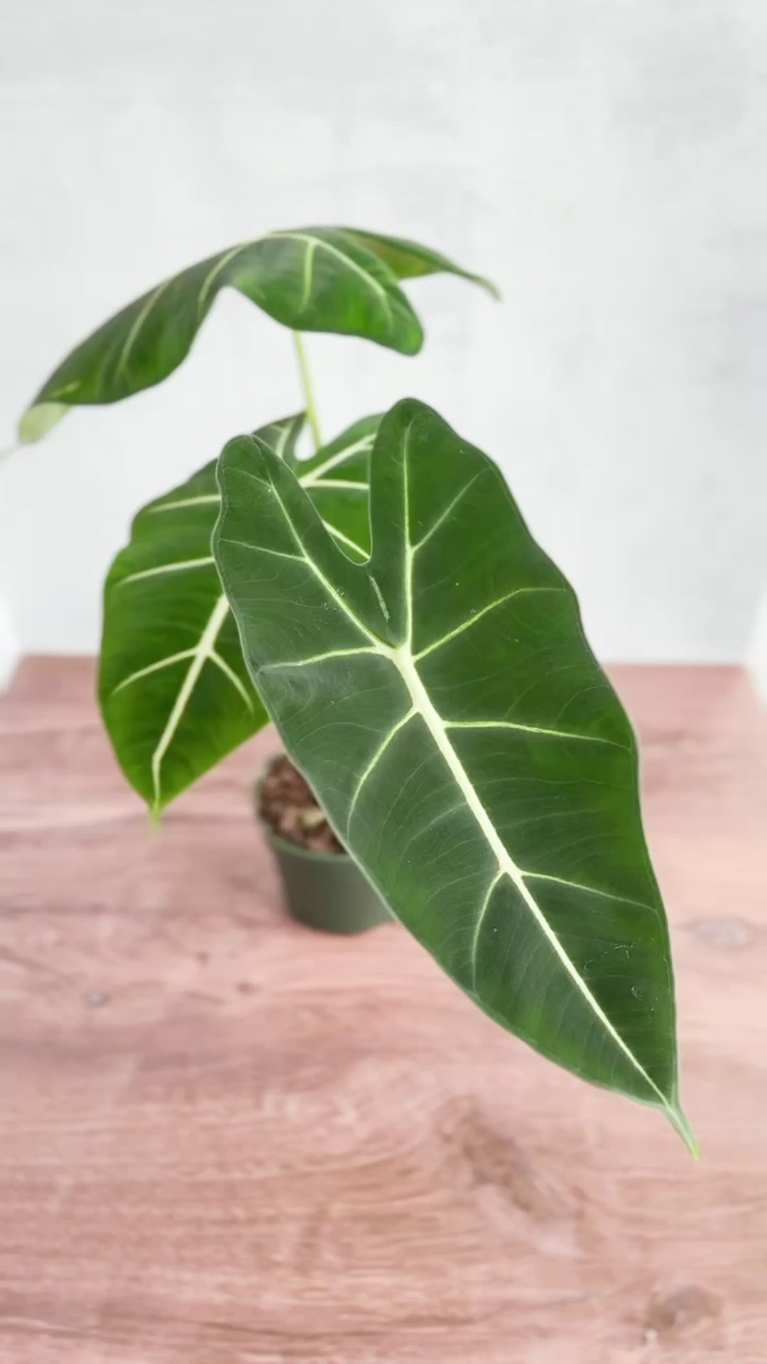 Alocasia 'Frydek' - Frydek Elephant Ear - 4 Inch